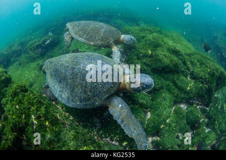 Pacific tartarughe marine verdi (Chelonia Mydas) sott'acqua su Fernandina Island, Galapagos, ecuador, SUD AMERICA Foto Stock