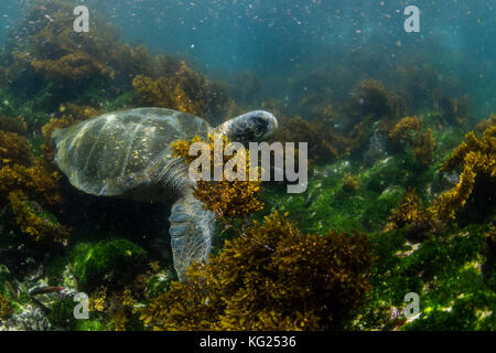 Pacific tartaruga verde (Chelonia Mydas) sott'acqua su Fernandina Island, Galapagos, ecuador, SUD AMERICA Foto Stock