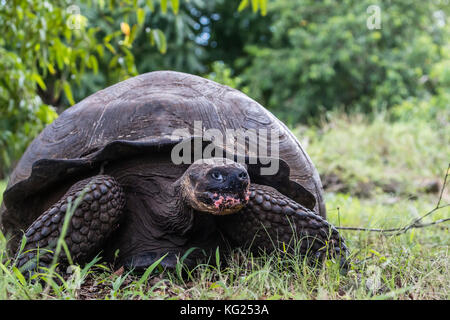 Wild galapagos tartaruga gigante (Geochelone elephantopus), isola di santa cruz, Galapagos, ecuador, SUD AMERICA Foto Stock