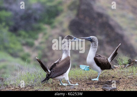 Blu-footed booby (sula nebouxii) coppia nel corteggiamento su san cristobal island, Galapagos, ecuador, SUD AMERICA Foto Stock