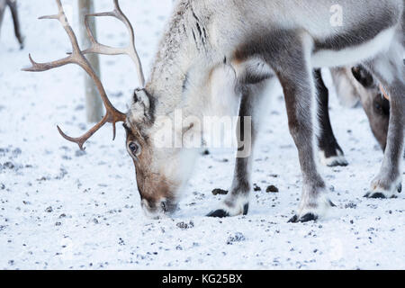 Close up di renne, abisko, kiruna comune, norrbotten county, Lapponia, Svezia, Scandinavia, Europa Foto Stock