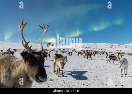 In prossimità di una renna sotto le luci del nord (l'aurora boreale, abisko, kiruna comune, norrbotten county, Lapponia, Svezia e Scandinavia Foto Stock