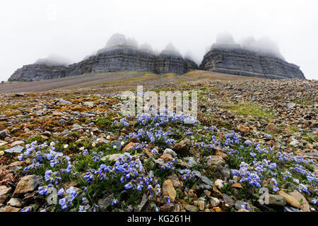 Skansen in Billefjorden, la scala di Jacob fiore (Polemonium caeruleum), Spitsbergen, Svalbard, Artico, Norvegia, Europa Foto Stock