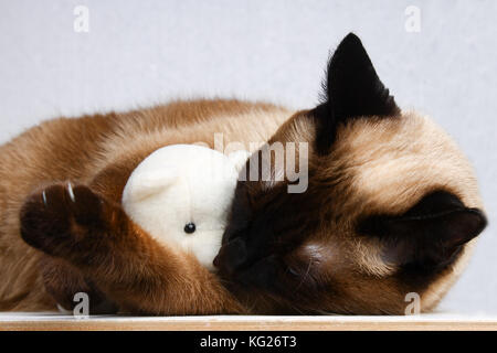 Siamese gatto thai gioca con un orsacchiotto. artigli, denti, aggressione. egli dorme con un giocattolo. Foto Stock