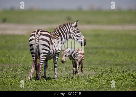 Zebra comune (zebra pianure) (zebra di Burchell) (Equus burchelli) mare e appena nato, cratere di Ngorongoro, Tanzania, Africa orientale, Africa Foto Stock