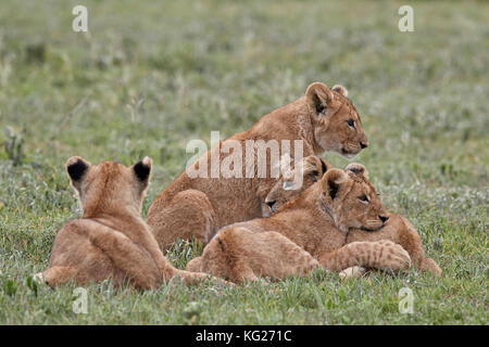 Quattro lion (panthera leo) cubs, il cratere di Ngorongoro, Tanzania, Africa orientale, Africa Foto Stock