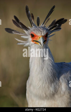 Segretario bird (Sagittarius serpentarius), il cratere di Ngorongoro, Tanzania, Africa orientale, Africa Foto Stock