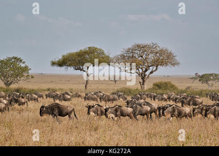 Blue GNU (GNU Borchiati) (connochaetes taurinus) migrazione, Serengeti National Park, Tanzania, Africa orientale, Africa Foto Stock