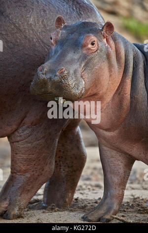 Ippopotamo (Hippopotamus amphibius) vitello da sua madre, Serengeti National Park, Tanzania, Africa orientale, Africa Foto Stock