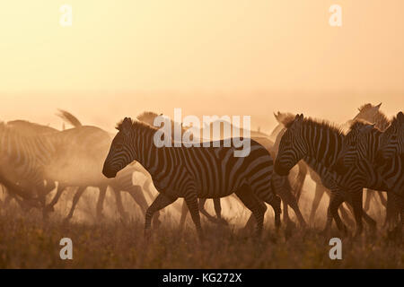La migrazione, zebra comune (zebra pianeggiante) (zebra di Burchell) (Equus burchelli), Parco Nazionale Serengeti, Tanzania, Africa Orientale, Africa Foto Stock