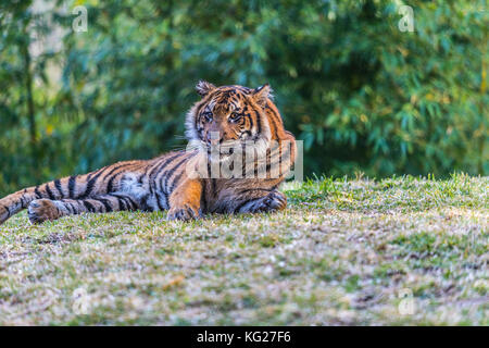 La tigre di Sumatra sulla collina Foto Stock