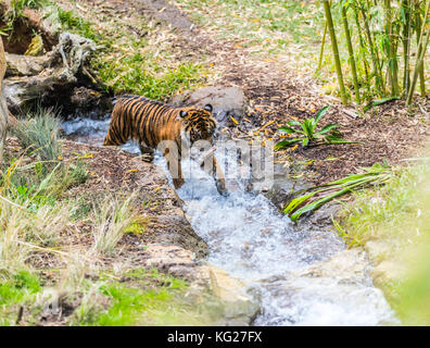 La tigre di Sumatra nel flusso di osso portante Foto Stock