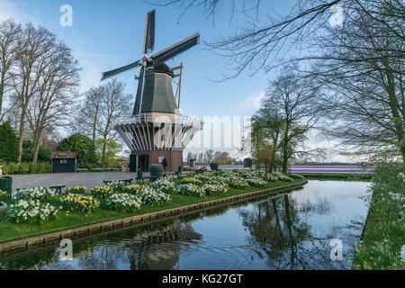 Mulino a vento, narcisi e canale d'acqua ai giardini Keukenhof, Lisse, provincia dell'Olanda meridionale, Paesi Bassi, Europa Foto Stock