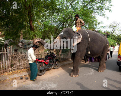 Tempio elephant pausa a benedire un uomo della strada con il suo tronco, tranquebar, Tamil Nadu, India, Asia Foto Stock