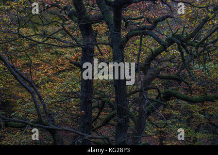 Golden le foglie che cadono dagli alberi di quercia di un padley autunnali gorge Foto Stock