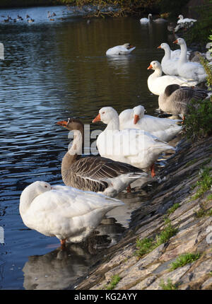 Bianco e Marrone di oche domestiche sulla banca del fiume Exe sulla banchina di Exeter. Exeter Devon, Regno Unito. Foto Stock