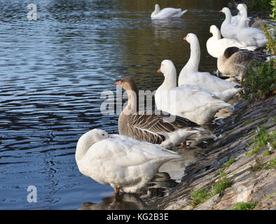 Bianco e Marrone di oche domestiche sulla banca del fiume Exe sulla banchina di Exeter. Exeter Devon, Regno Unito. Foto Stock