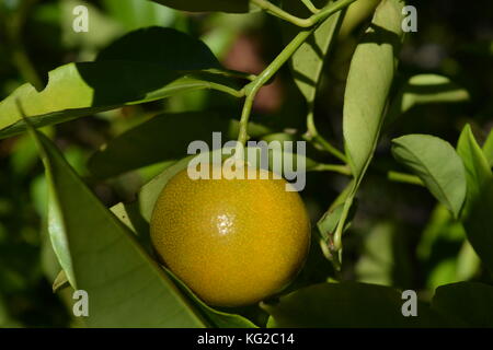 Limau kasturi, un piccolo colore arancio lime comunemente coltivati in Malaysia e talvolta noto come calamansi. Foto Stock