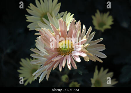Un drammatico sfondo nero migliora la suggestiva bellezza di questo cluster di daisy crisantemi Foto Stock
