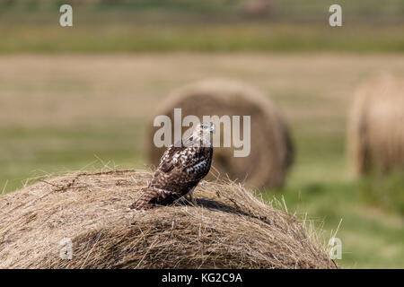 I capretti red-tailed hawk (Buteo jamaicensis), Filippo, Dakota del Sud, Stati Uniti d'America Foto Stock