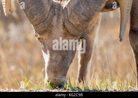 Bighorn (ovis canadensis), Parco nazionale Badlands, Dakota del Sud, Stati Uniti d'America Foto Stock