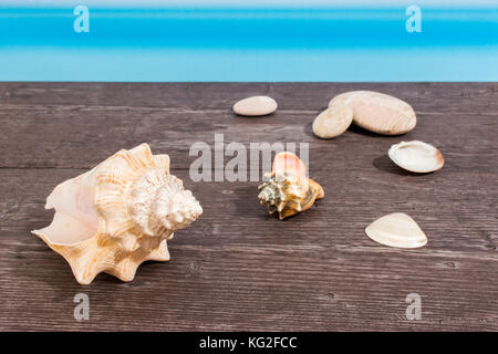 Mare tropicale visto dalla barca. tabella a bordo con conchiglia Foto Stock