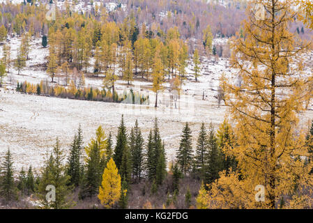 Paesaggio autunnale. Ingiallito larici e pini verde sullo sfondo delle montagne. Russia, Altai Repubblica. Foto Stock