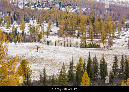 Paesaggio autunnale. Ingiallito larici e pini verde sullo sfondo delle montagne. Russia, Altai Repubblica. Foto Stock