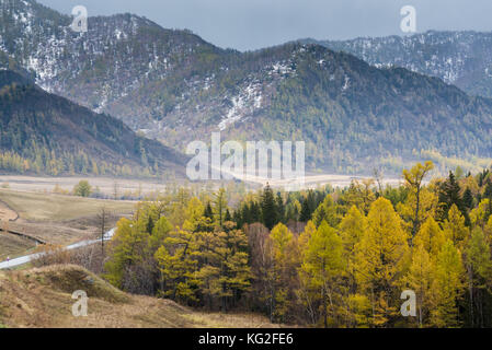 Paesaggio autunnale. Ingiallito larici e pini verde sullo sfondo delle montagne. Russia, Altai Repubblica. Foto Stock