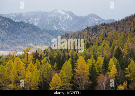 Paesaggio autunnale. Ingiallito larici e pini verde sullo sfondo delle montagne. Russia, Altai Repubblica. Foto Stock