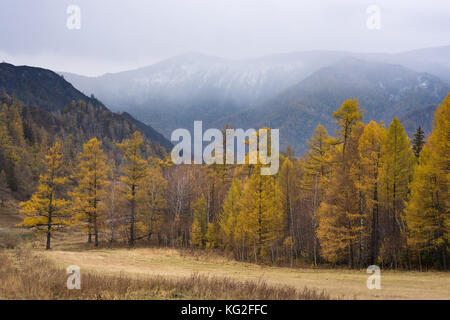 Paesaggio autunnale. Ingiallito larici e pini verde sullo sfondo delle montagne. Russia, Altai Repubblica. Foto Stock