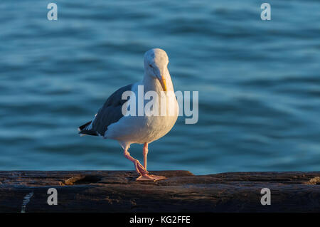 Un gabbiano occidentale (larus occidentalis) era circa al passo verso il basso a partire da una barriera di legno al molo di San Francisco, California. Foto Stock