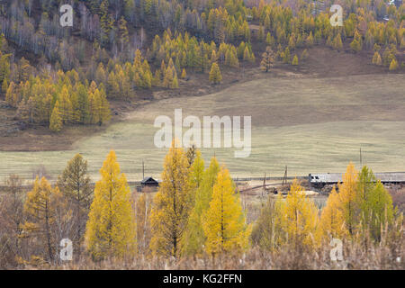 Paesaggio autunnale. Ingiallito larici e pini verde sullo sfondo delle montagne. Russia, Altai Repubblica. Foto Stock