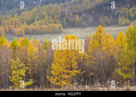 Paesaggio autunnale. Ingiallito larici e pini verde sullo sfondo delle montagne. Russia, Altai Repubblica. Foto Stock