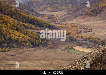 Autunno paesaggio di montagna. Larice giallo sullo sfondo delle gamme della montagna. Russia, Altai Repubblica. Foto Stock