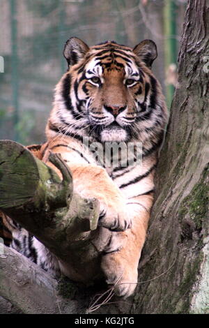 Appoggio la tigre siberiana con espressione soddisfatta sul suo volto giacente sul ramo di albero nel giardino zoologico. Foto Stock