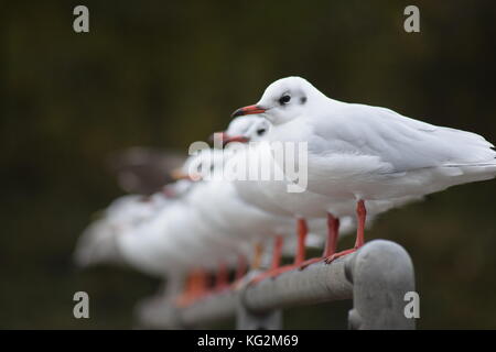 Gabbiani in Antrim appoggiata sulla ringhiera Foto Stock