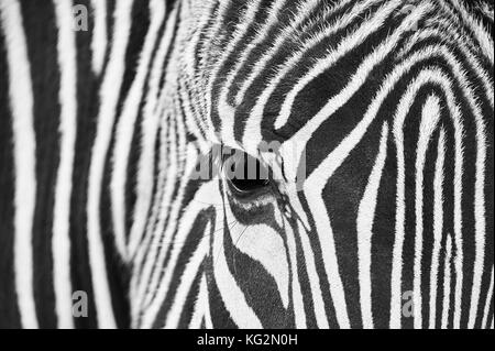 Close-up dell'occhio di una zebra con dettaglio dei capelli e modelli in bianco e nero Foto Stock