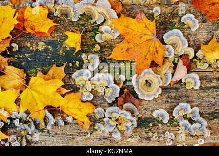 Chiudere la texture del legno vecchio con foglie di autunno verde muschio e colorata Funghi e licheni su di esso. Foto Stock