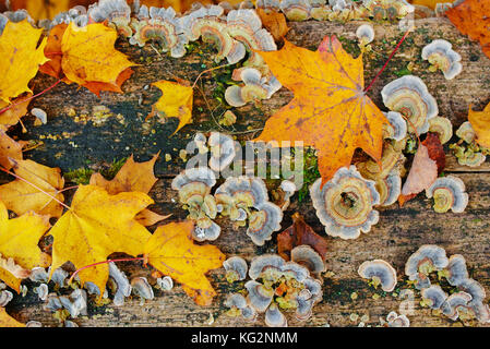 Chiudere la texture del legno vecchio con foglie di autunno verde muschio e colorata Funghi e licheni su di esso. Foto Stock