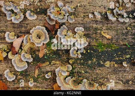 Chiudere la texture del legno vecchio con foglie di autunno verde muschio e colorata Funghi e licheni su di esso. Foto Stock