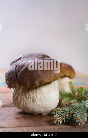 Wild materie commestibili funghi Boletus edulis, gustoso ingrediente per molti piatti vegetariani Foto Stock