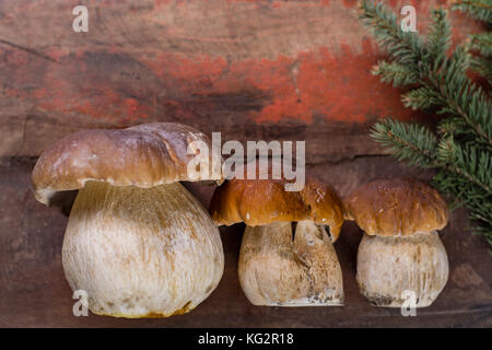 Wild materie commestibili funghi Boletus edulis, gustoso ingrediente per molti piatti vegetariani Foto Stock