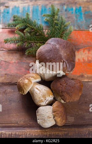 Wild materie commestibili funghi Boletus edulis, gustoso ingrediente per molti piatti vegetariani Foto Stock