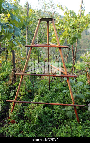 Scaletta di vigna campania italia Foto Stock