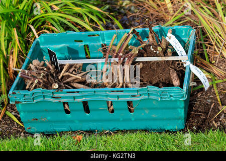 Autunno sollevato e etichettati Dahlia 'David Howard' tuberi essendo preparato per frost free stoccaggio invernale Foto Stock