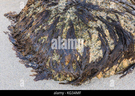 Rotondo in pietra di granito con alghe marine sulla sabbia della spiaggia. Foto Stock