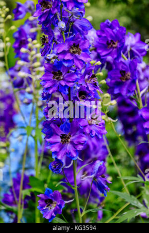 Delphinium elatum è una specie di delphinium noto con il nome comune di delphinium alpino o candela larkspur. Foto Stock