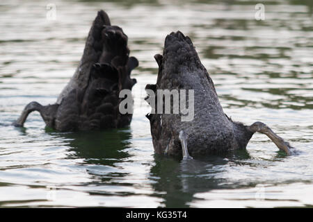 Due cigni con le loro code al lago Western Springs, Auckland, Nuova Zelanda Foto Stock