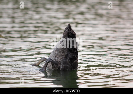 Un cigno con coda al lago Western Springs, Auckland, Nuova Zelanda Foto Stock